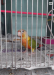 Pineapple conure(Double rate factor)